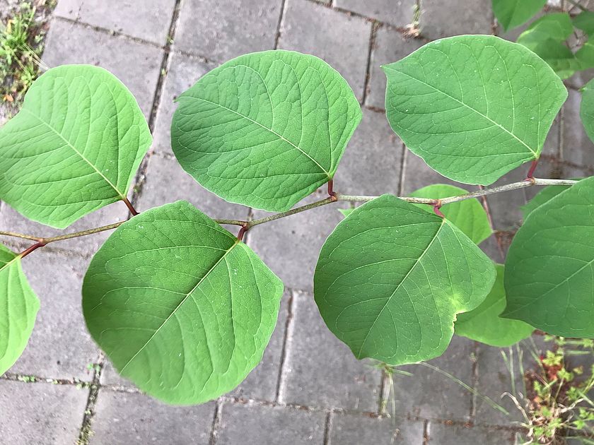 Japanse duizendknoop | Gemeente Ede